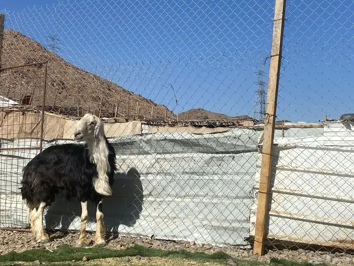 طلي نجدي صنف الصنف مشروط يقشع على الشرط 18