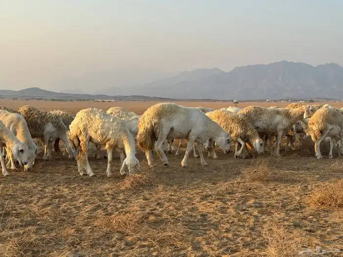 ضان مراح للبيع اغلبها رخال 3