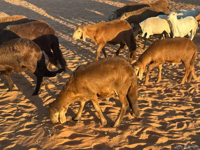 سواكن تنصفط للقناي العدد 30 44