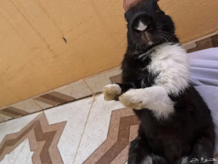 ارنب بلديه 0