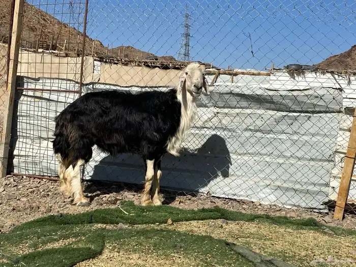 طلي نجدي صنف الصنف مشروط يقشع على الشرط 8
