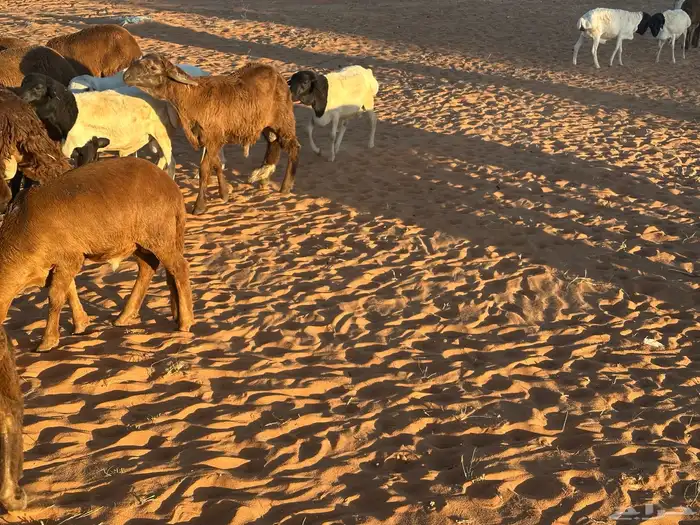 سواكن تنصفط للقناي العدد 30 40