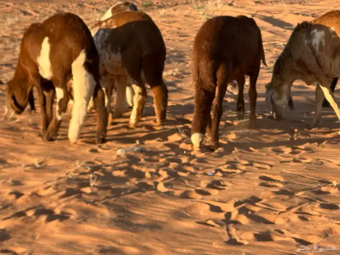 سواكن تنصفط للقناي العدد 30 94