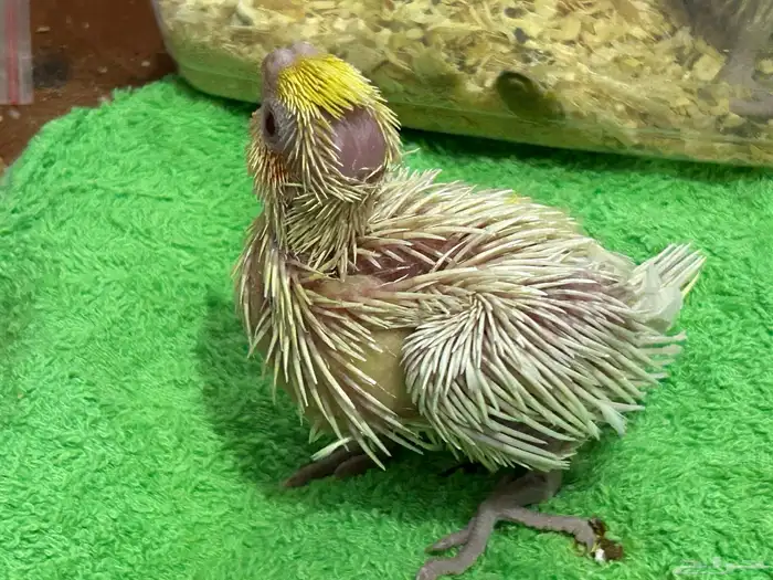 فرخ كروان لاتينيو غر 5