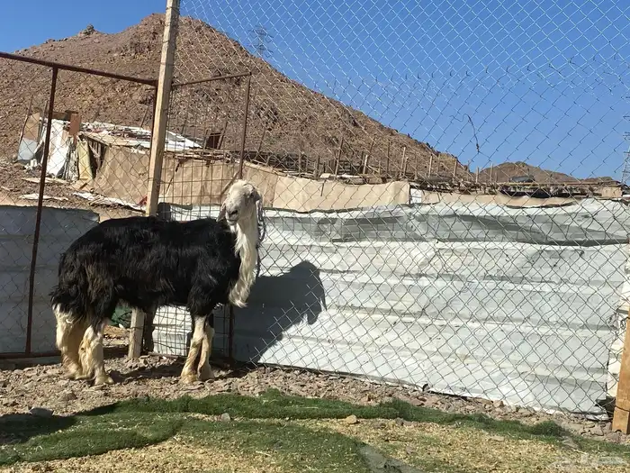 طلي نجدي صنف الصنف مشروط يقشع على الشرط 19