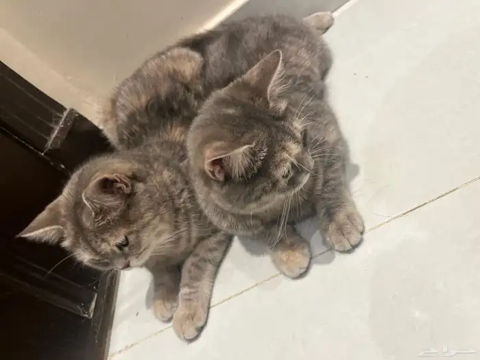 قط للبيع عمر 6شهور 1