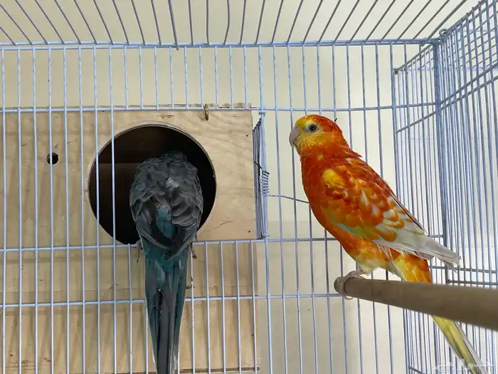 زوج براكيت منتج 6