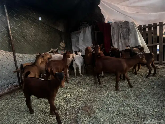 تيوس للبيع 2