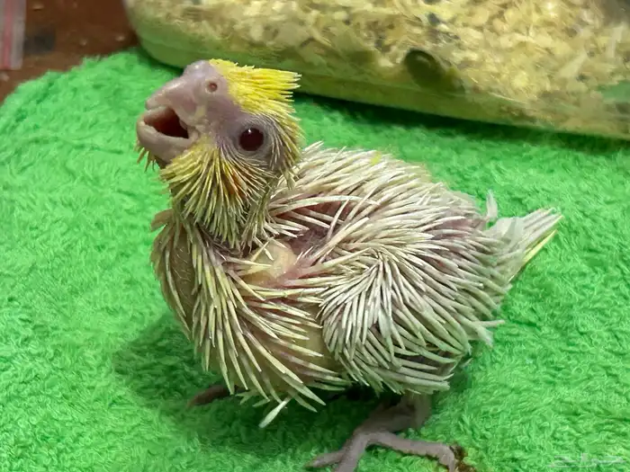 فرخ كروان لاتينيو غر 4