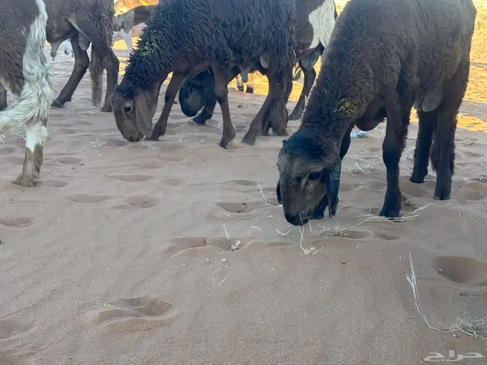 سواكن مرابي حمري 30