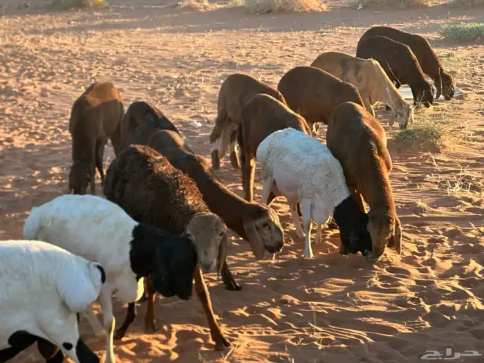 سواكن مرابي حمري 8