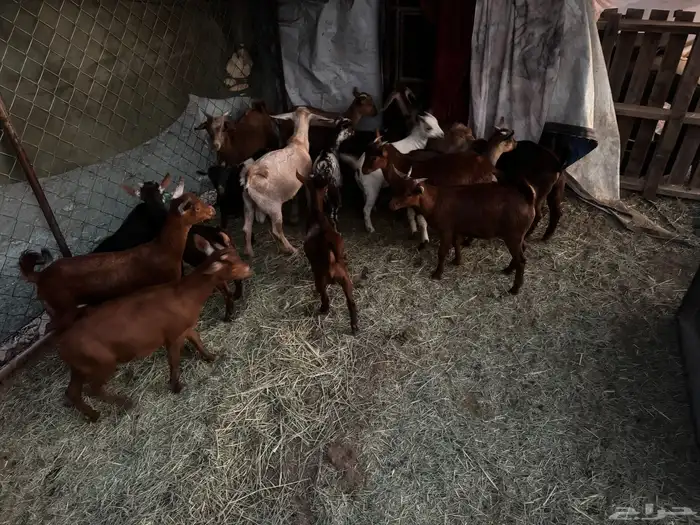 تيوس للبيع 3