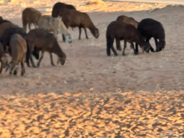 سواكن تنصفط للقناي العدد 30 47