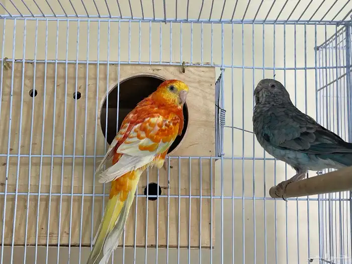 زوج براكيت منتج 2