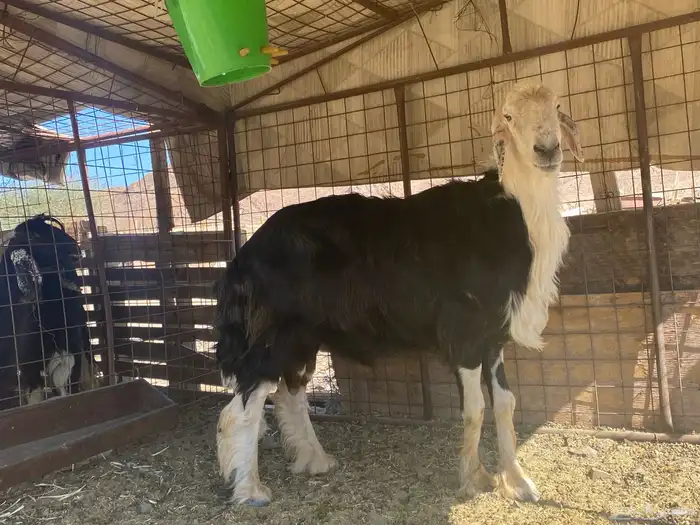 طلي نجدي صنف الصنف مشروط يقشع على الشرط 5