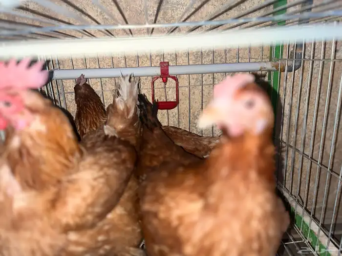 ديك و 7 دجاج 3