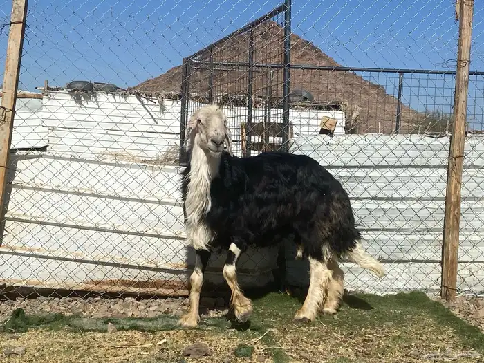 طلي نجدي صنف الصنف مشروط يقشع على الشرط 21