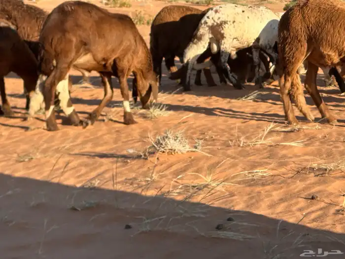 سواكن مرابي حمري 20