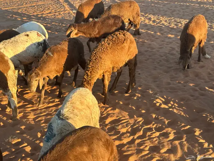 سواكن مرابي حمري 11