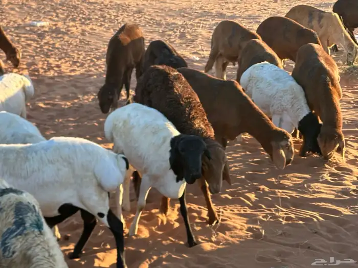 سواكن تنصفط للقناي العدد 30 19