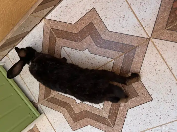 ارنب بلديه 2