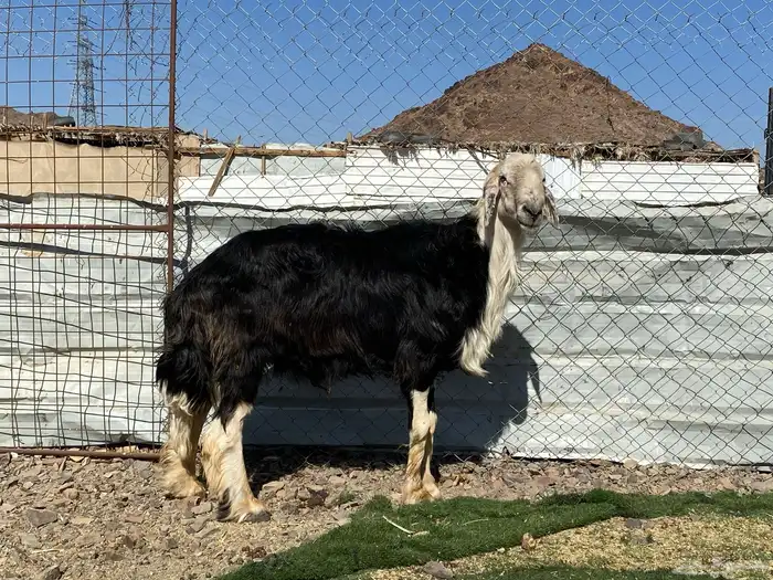 طلي نجدي صنف الصنف مشروط يقشع على الشرط 4
