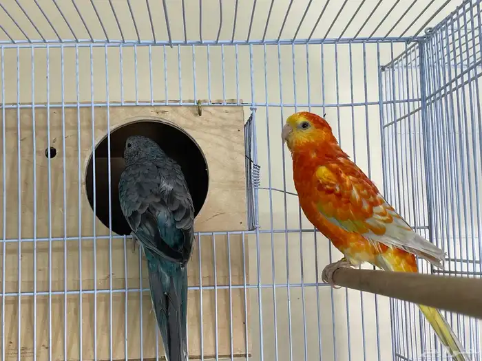 زوج براكيت منتج 5