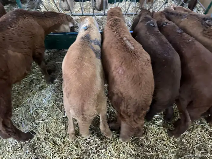 سواكن تنصفط للقناي العدد 30 9