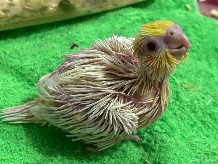 فرخ كروان لاتينيو غر 1