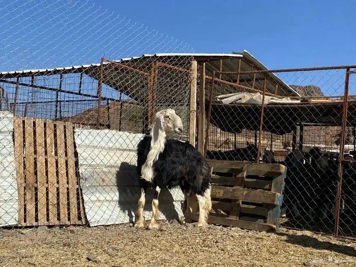 طلي نجدي صنف الصنف مشروط يقشع على الشرط 16