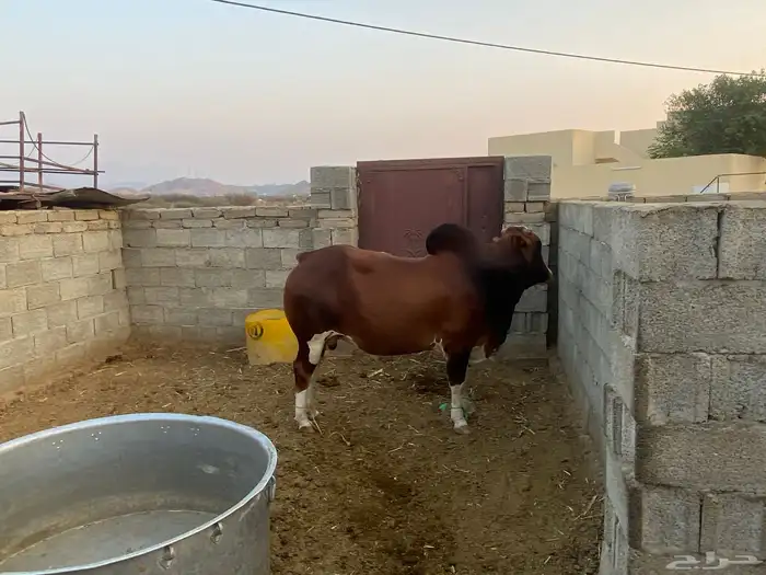 ثور فحل بلدي 1