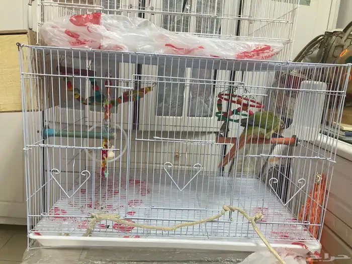 بغبغاء أليف ماشاءالله متكلم متدرب 0