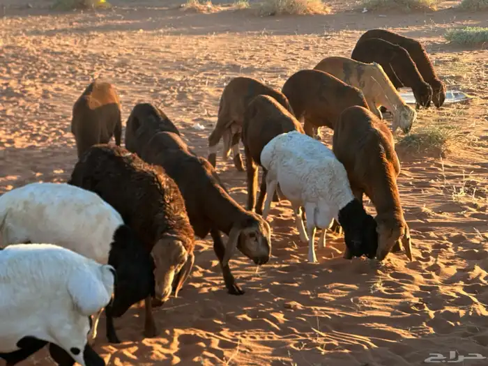 سواكن مرابي حمري 9