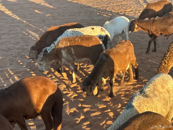 سواكن تنصفط للقناي العدد 30 23