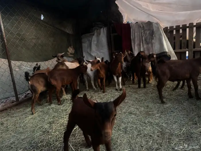 تيوس للبيع 0