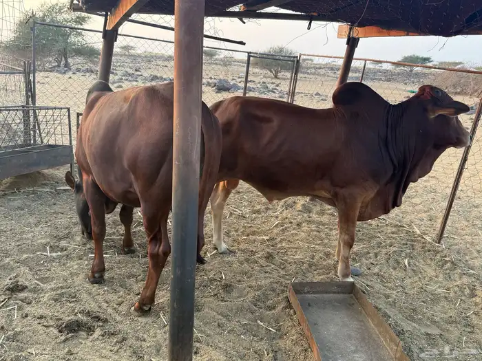 حسلان بلادي 1