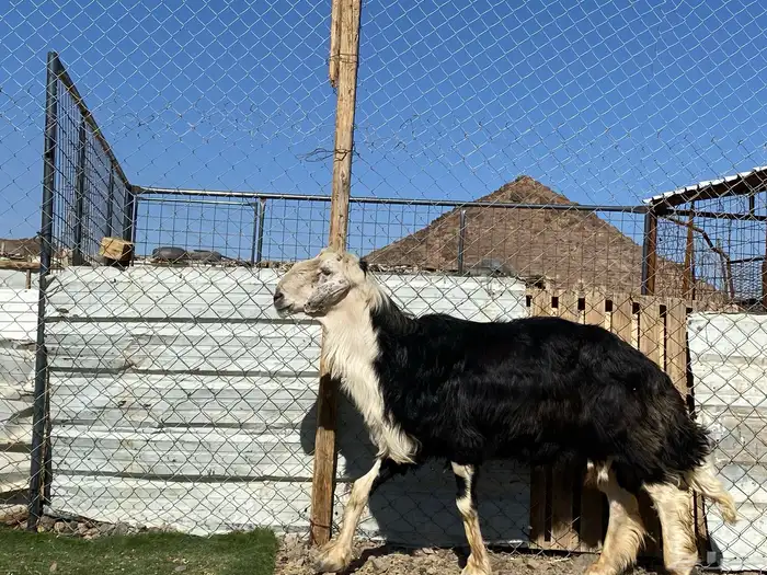طلي نجدي صنف الصنف مشروط يقشع على الشرط 14
