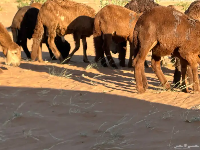 سواكن مرابي حمري 24