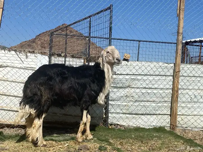 طلي نجدي صنف الصنف مشروط يقشع على الشرط 23