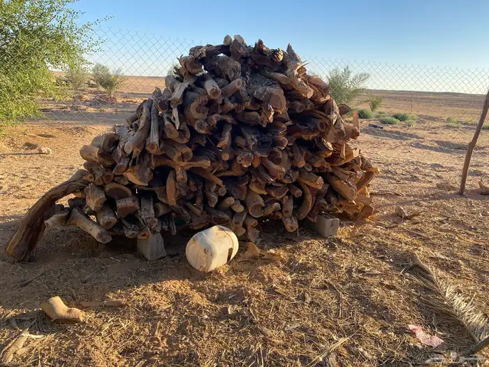 حطب مستورد 0