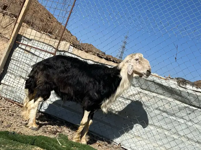 طلي نجدي صنف الصنف مشروط يقشع على الشرط 10