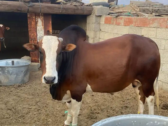 ثور فحل بلدي 0