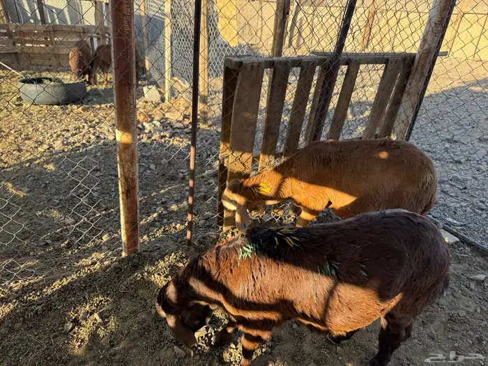 طليان سواكني تم البيع 0