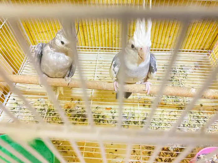 البيع  كروان جوز شرط إنتاج 2