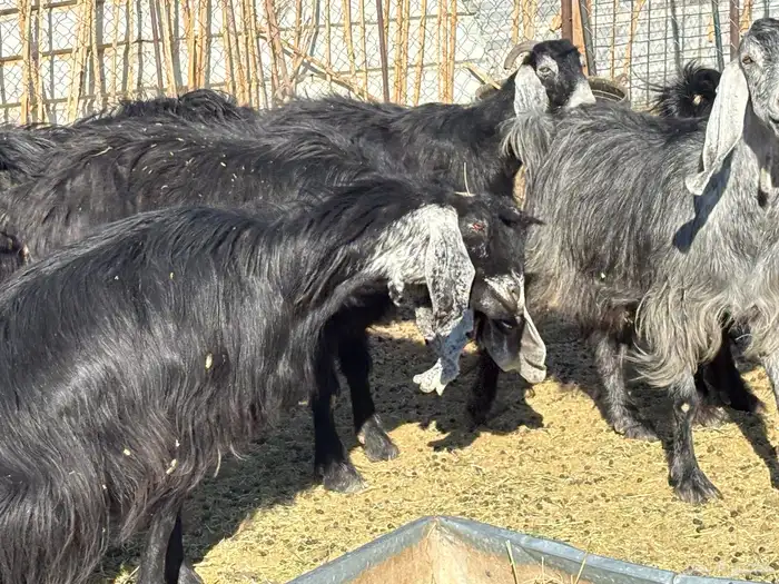 معزا عوارض دفيع 3