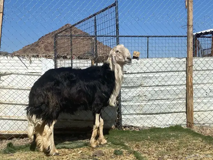طلي نجدي صنف الصنف مشروط يقشع على الشرط 22