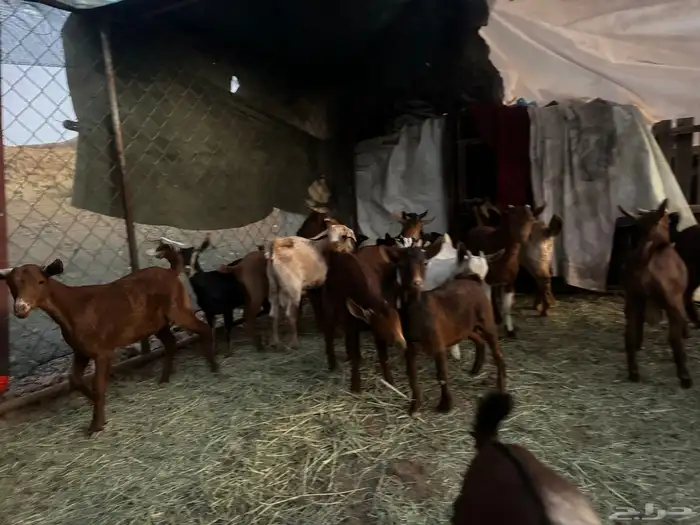 تيوس للبيع 1