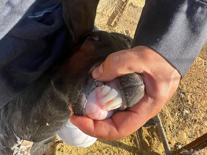 تيس فحل ادغس كفو وصنف طيب جدا 0