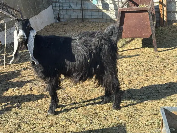 معزا عوارض دفيع 2