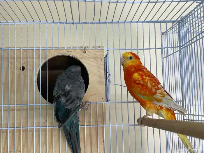 زوج براكيت منتج 7